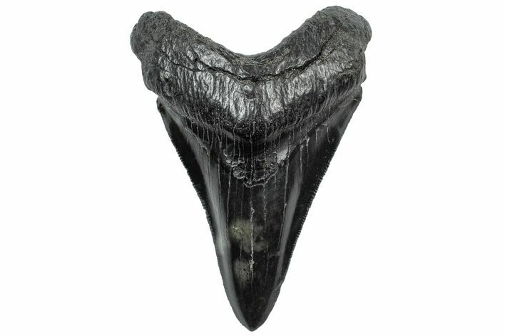 Serrated, Fossil Megalodon Tooth - South Carolina #307560